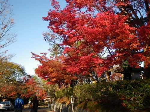 Écarteur Buccal Dentaire (Vestibulum Retractor) En Acier Inoxydable - Pour Dentisterie