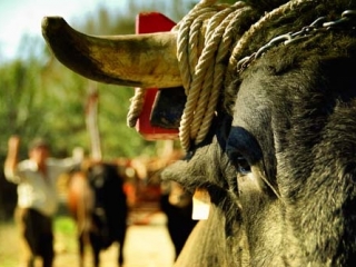 Toro Almayate