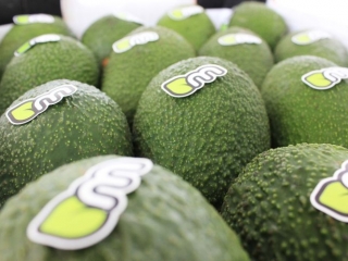 Aguacates
