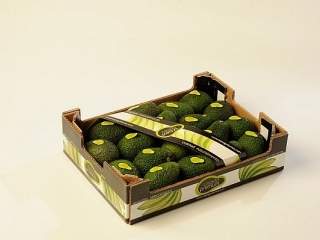 Aguacate