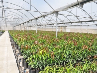 Axarfruit