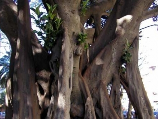 Ficus bicentenario